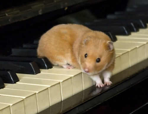 Морская свинка играет на пианино